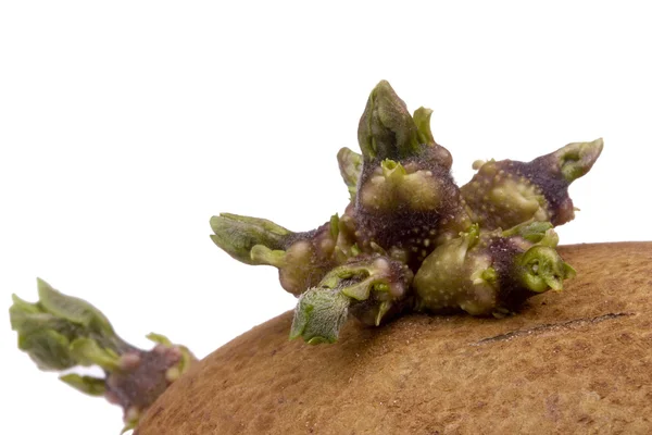 Potato Sprout — Stock Photo, Image