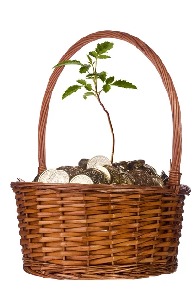 在篮子里的植物和硬币 — 图库照片