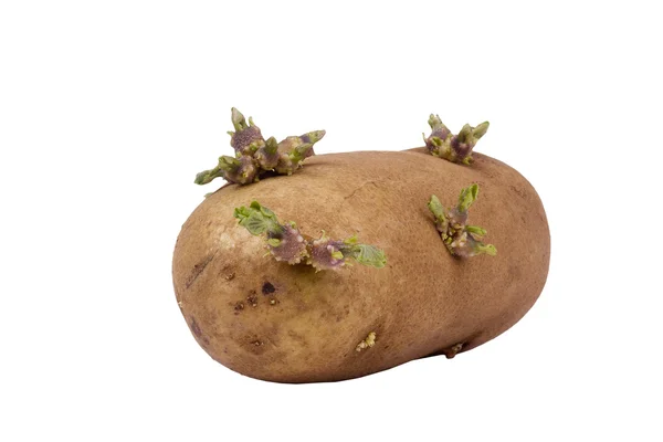 发芽的土豆 — 图库照片