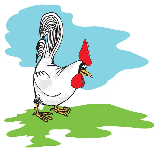 Gallo blanco — Vector de stock