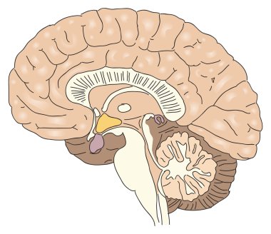 The human brain clipart