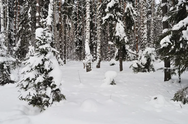 Φρέσκο χιόνι στο δάσος του χειμώνα — Φωτογραφία Αρχείου