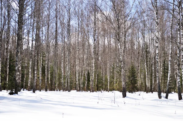 Bétulas no inverno — Fotografia de Stock