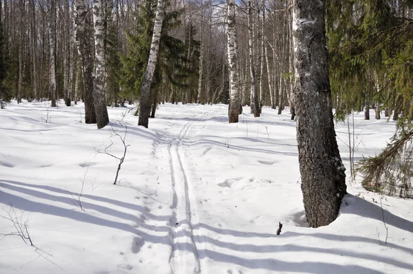 Skidspåret i vinter björkskog — Stockfoto