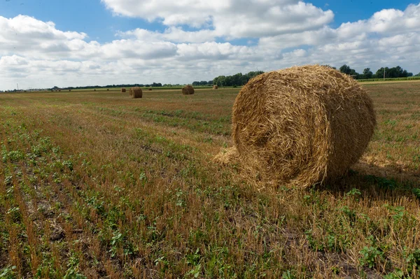 stock image Harvesting