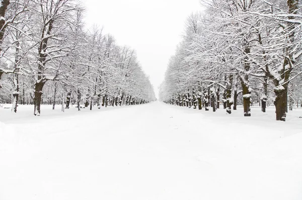 Χιονισμένο πάρκο — Φωτογραφία Αρχείου