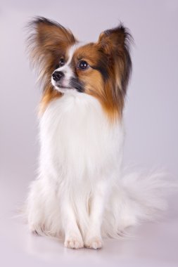 Papillon köpek