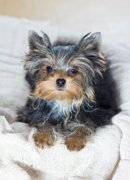 Chiot yorkshire terrier — Photo