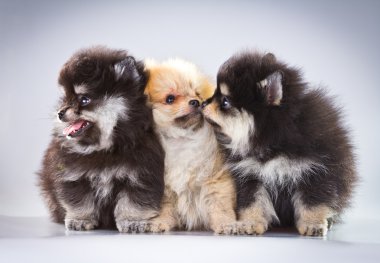 Pomeranian puppies clipart