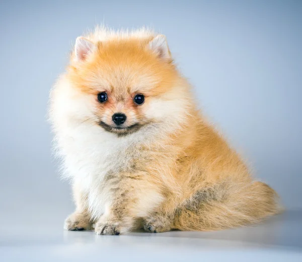 Pomerania cachorro — Foto de Stock