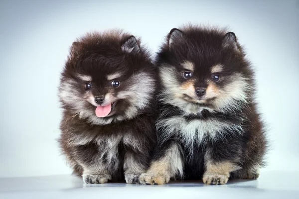 Cuccioli di Pomerania — Foto Stock