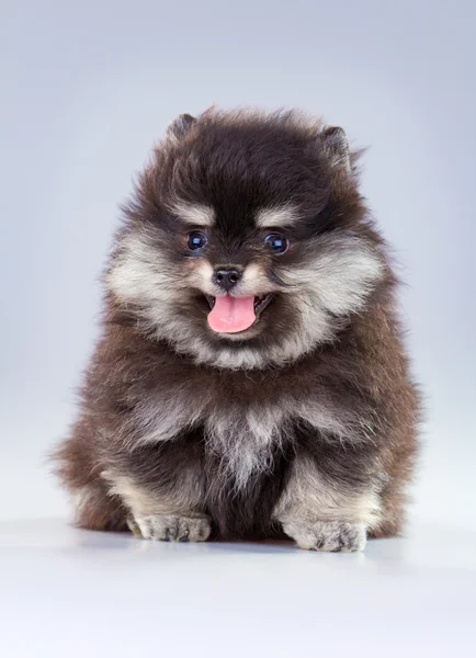 Pomerania cachorro —  Fotos de Stock