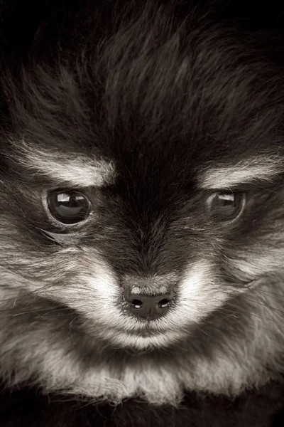Pomeranian puppy — Stock Photo, Image