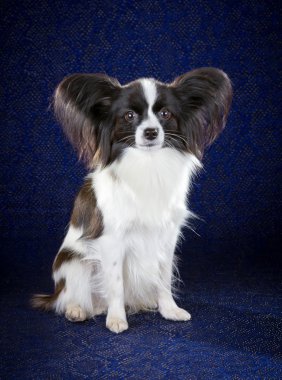 Papillon köpek