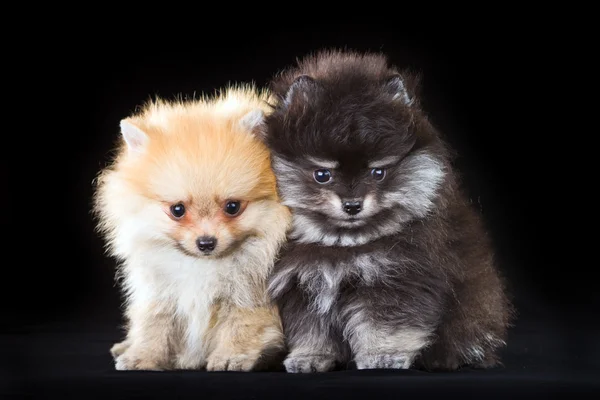 Dos cachorros de Pomerania —  Fotos de Stock