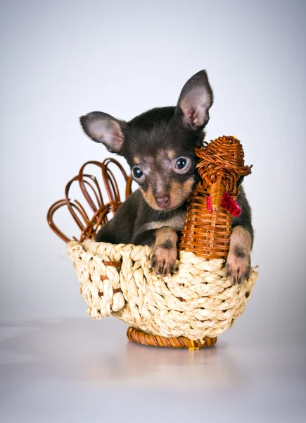 Filhote de cachorro russo brinquedo terrier — Fotografia de Stock