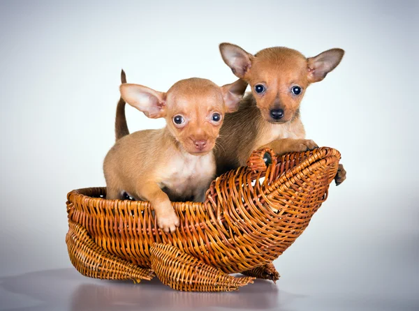 Valpar rysk toy terrier — Stockfoto
