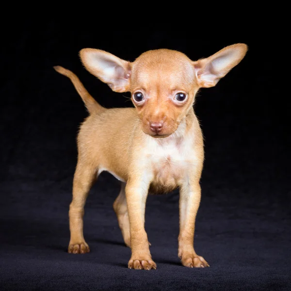 Puppies Russian toy terrier — Stock Photo, Image