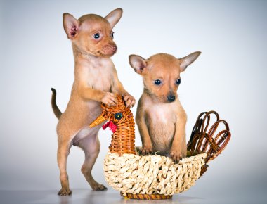 Puppies Russian toy terrier clipart