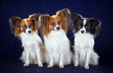 Papillon köpek