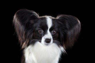 Papillon köpek