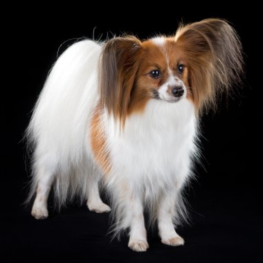 Papillon köpek