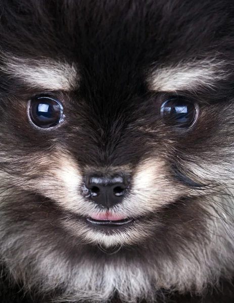 Pomeranian κουτάβι — Φωτογραφία Αρχείου