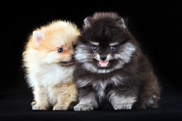Dois cachorros da Pomerânia — Fotografia de Stock