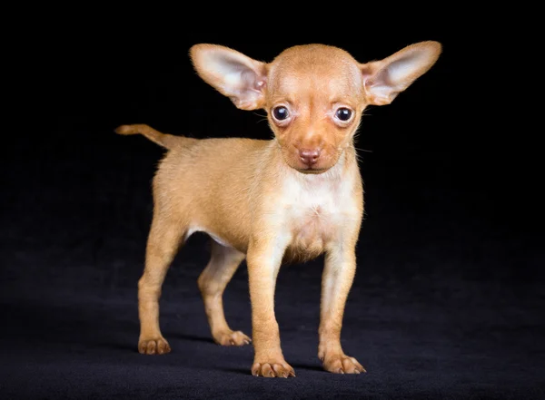 Puppies Russian toy terrier — Stock Photo, Image