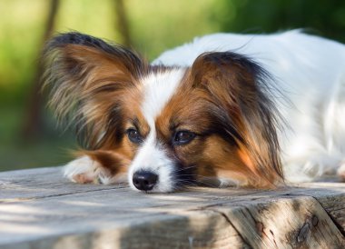 Papillon köpek