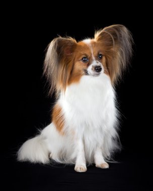 Papillon köpek