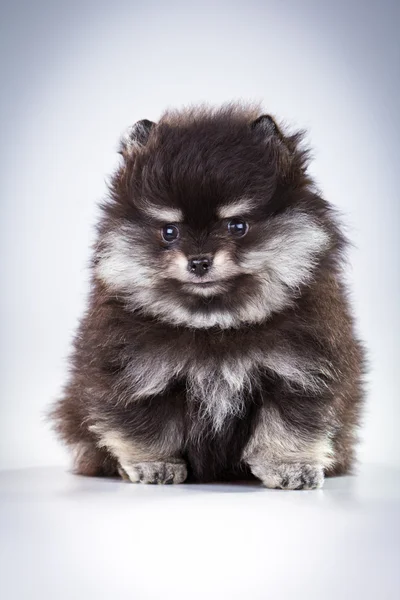 Pomerania cachorro —  Fotos de Stock