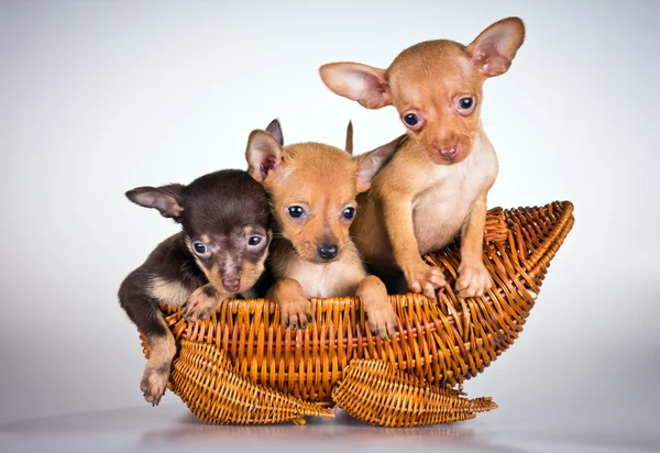 Filhotes de cachorro russo brinquedo terrier — Fotografia de Stock