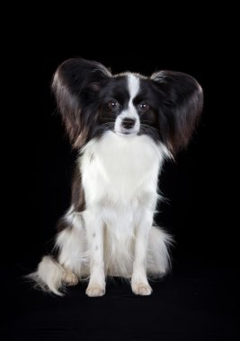 Papillon köpek