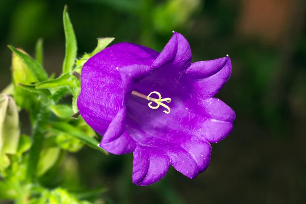 Dzwonek kwiat — Zdjęcie stockowe