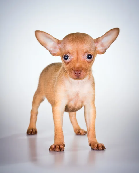 Köpek yavrusu Rus oyuncak korkunç — Stok fotoğraf