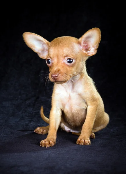 Puppy Russian toy terrier — Stock Photo, Image