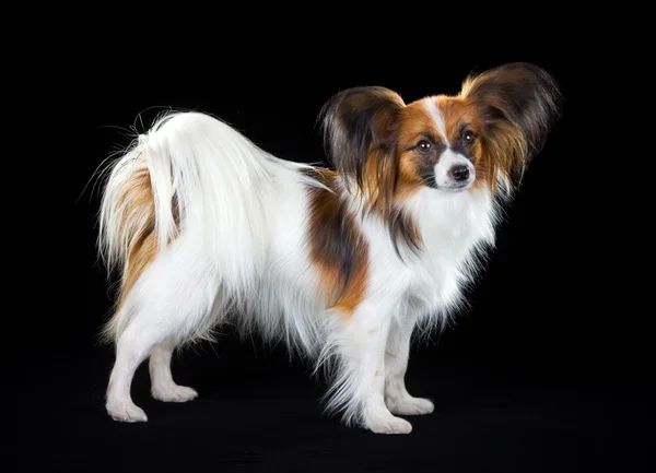 パピヨン犬 — ストック写真