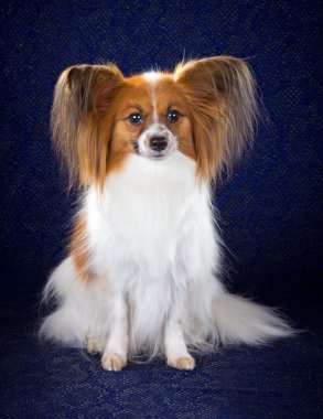 Papillon köpek