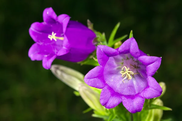 Campanula Flower — Stock Photo, Image