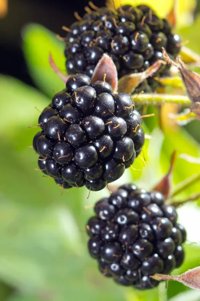 Blackberries bunch — Stock Photo, Image