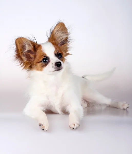 Papillon puppy — Stock Photo, Image