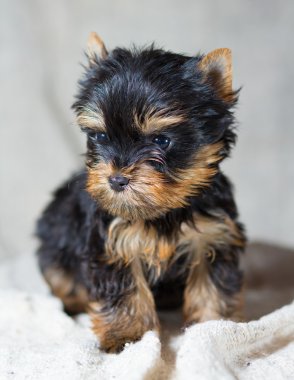 Yorkshire terrier yavrusu