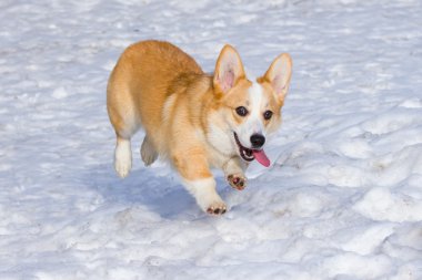 Galce corgi pembroke