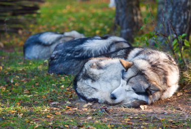 Alaskan malamute uyku