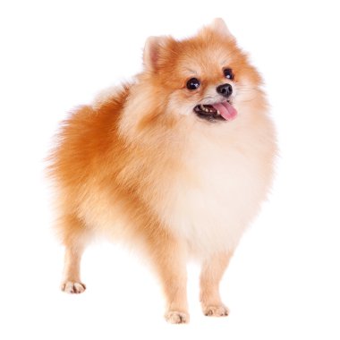 Pomeranian dog clipart