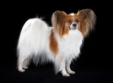 Papillon köpek