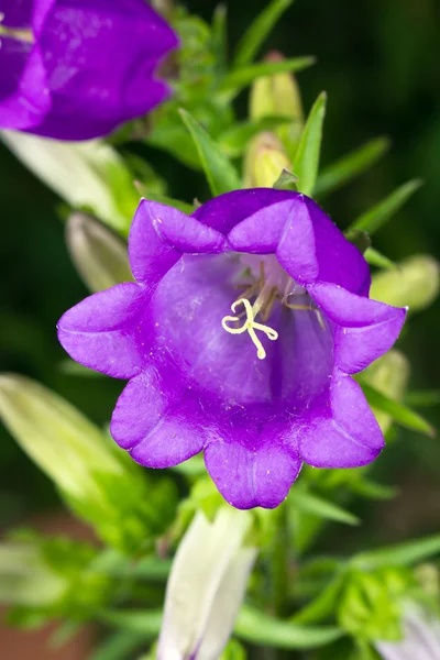 Campanula flor —  Fotos de Stock