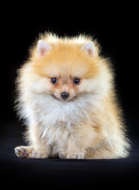 Pomeranian köpek yavrusu