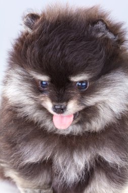 Pomeranian köpek yavrusu